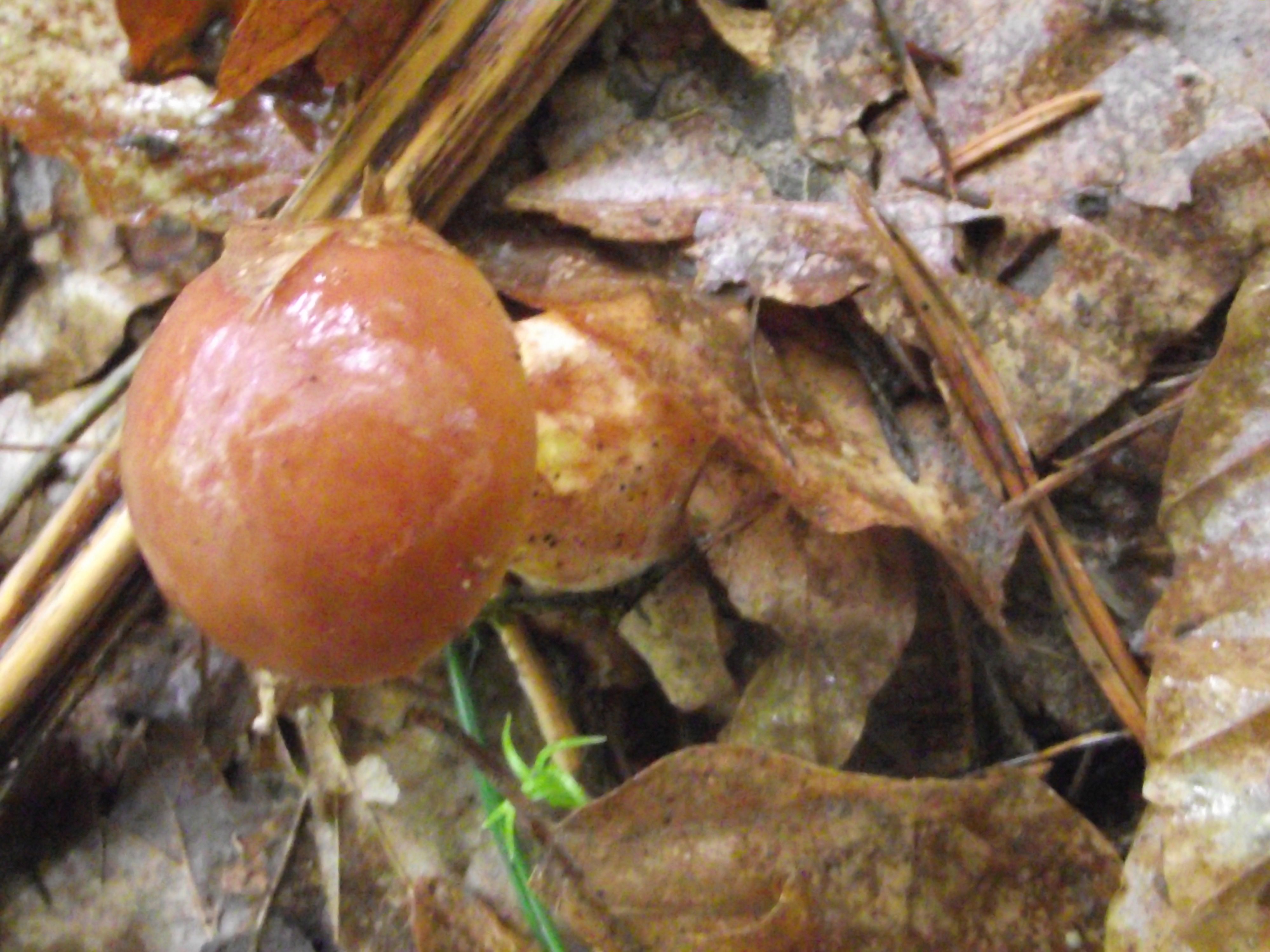 Goldgelber Lärchen-Röhrling